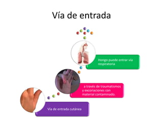 Vía de entrada



                                   Hongo puede entrar vía
                                   respiratoria




                          a través de traumatismos
                         y excoriaciones con
                         material contaminado.



Vía de entrada cutánea
 