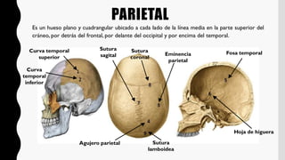 huesos del craneo........................ | PDF