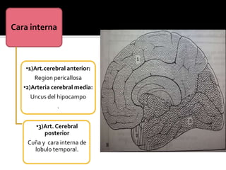 Cara interna
•1)Art.cerebral anterior:
Region pericallosa
•2)Arteria cerebral media:
Uncus del hipocampo
.
•3)Art. Cerebral
posterior
Cuña y cara interna de
lobulo temporal.
 
