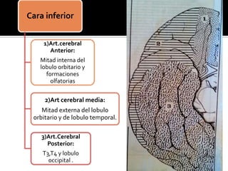 Cara inferior
1)Art.cerebral
Anterior:
Mitad interna del
lobulo orbitario y
formaciones
olfatorias
2)Art cerebral media:
Mitad externa del lobulo
orbitario y de lobulo temporal.
3)Art.Cerebral
Posterior:
T3,T4 y lobulo
occipital .
 