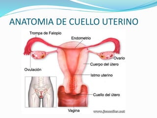ANATOMIA DE CUELLO UTERINO 
 