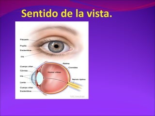 Sentido de la vista.
 