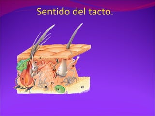 Sentido del tacto.
 