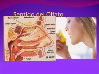 Sentido del Olfato
 