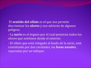  El sentido del olfato es el que nos permite
  discriminar los olores y nos advierte de algunos
  peligros.
 - La nariz es el órgano por el cual penetran todos los
  olores que sentimos desde el exterior.
 - El olfato que está relegado al fondo de la nariz, está
  constituido por dos cavidades, las fosas nasales,
  separadas por un tabique.
 