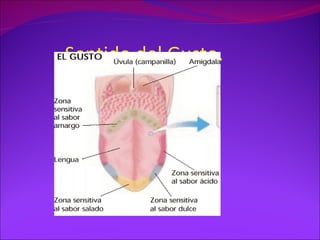 Sentido del Gusto.
 
