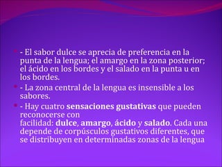  - El sabor dulce se aprecia de preferencia en la
  punta de la lengua; el amargo en la zona posterior;
  el ácido en los bordes y el salado en la punta u en
  los bordes.
 - La zona central de la lengua es insensible a los
  sabores.
 - Hay cuatro sensaciones gustativas que pueden
  reconocerse con
  facilidad: dulce, amargo, ácido y salado. Cada una
  depende de corpúsculos gustativos diferentes, que
  se distribuyen en determinadas zonas de la lengua
 