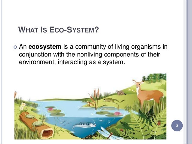 grassland ecosystem
