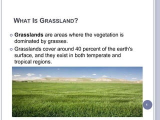 WHAT IS GRASSLAND?
 Grasslands are areas where the vegetation is
dominated by grasses.
 Grasslands cover around 40 percent of the earth's
surface, and they exist in both temperate and
tropical regions.
1
 