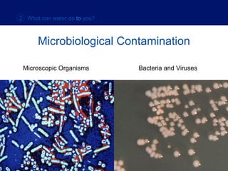 Microscopic Organisms Bacteria and Viruses Microbiological Contamination 2  What can water do   to   you? 