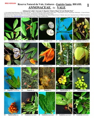 WEB VERSION
                              Reserva Natural da Vale, Linhares - Espírito Santo, BRASIL
                                       ANNONACEAE da VALE
                                                                                                                                                                                         1
                                           Adriana Q. Lobão1, Geovane S. Siqueira2, Paul J. Maas3 & Luiz Menini Neto4
1. Universidade Federal Fluminense (UFF), Niterói, RJ, Brasil. 2. Reserva Natural Vale, Linhares, Espírito Santo, Brasil. 3. Wageningen University, Wageningen, Netherlands. 4. Centro de Ensino
Superior de Juiz de Fora, Juiz de Fora, Minas Gerais, Brasil. Agradecimentos à Domingos Folli e Renato de Jesus.
Fotos de Geovane S. Siqueira, excepto 3, 5, 6 e 26 tiradas por Domingos Folli. Produzido por: Juliana Philipp, R. Foster, T. Wachter. Apoio de E. Hyndman Fund e A. Mellon Foundation.
©Adriana Q. Lobão [alobao@hotmail.com], Geovane S. Siqueira, Paul J. Maas & Luiz Menini Neto.
© Environmental & Conservation Programs, The Field Museum, Chicago, IL 60605 USA [rrc@fieldmuseum.org] [www.fmnh.org/plantguides/] Rapid Color Guide # 278 versão 1                    08/2010




1        Annona acutiflora             2        Annona acutiflora             3         Annona cacans               4      Annona dolabripetala            5      Annona dolabripetala




6      Annona dolabripetala            7         Annona sp. nov.              8        Annona sp. nov.              9      Duguetia sooretamae            10      Duguetia sooretamae




11     Duguetia sooretamae            12           Duguetia sp.              13           Duguetia sp.              14       Ephedranthus sp.             15        Ephedranthus sp.




16       Ephedranthus sp.             17      Guatteria macropus             18     Guatteria pogonopus             19     Guatteria pogonopus            20      Guatteria sellowiana
 