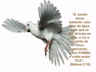 “ E o Espírito Santo desceu sobre ele em forma corpórea, como POMBA; e ouviu-se uma voz do céu, que dizia: Tu és o meu Filho amado, em ti me comprazo”. (Lucas 3:22) “ E, sendo Jesus batizado, saiu logo da água, e eis que se lhe abriram os céus, e viu o Espírito de Deus descendo como POMBA e vindo sobre ELE”. (Mateus 3:16) 