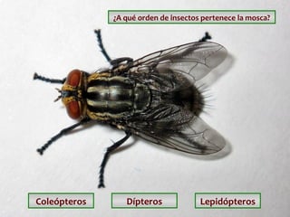 ¿A qué orden de insectos pertenece la mosca?

Coleópteros

Dípteros

Lepidópteros

 