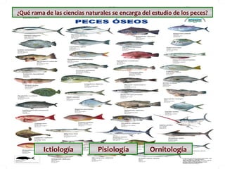 ¿Qué rama de las ciencias naturales se encarga del estudio de los peces?

Ictiología

Pisiología

Ornitología

 