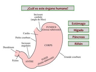 ¿Cuál es este órgano humano?

Estómago
Hígado
Páncreas
Riñón

 