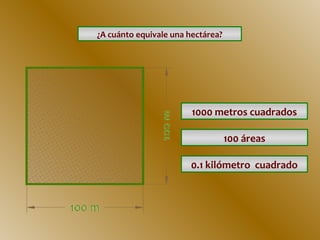 ¿A cuánto equivale una hectárea?

1000 metros cuadrados
100 áreas
0.1 kilómetro cuadrado

 