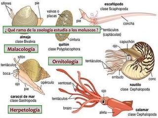 ¿ Qué rama de la zoología estudia a los moluscos ?

Malacología
Ornitología

Herpetología

 