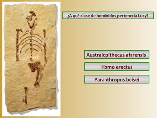 ¿A qué clase de homínidos pertenecía Lucy?

Australopithecus afarensis
Homo erectus
Paranthropus boisei

 