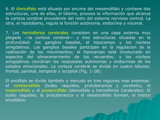 6. El  diencéfalo  está situado por encima del mesencéfalo y contiene dos estructuras, una de ellas, el tálamo, procesa la información que alcanza la corteza cerebral procedente del resto del sistema nervioso central, La otra, el hipotálamo, regula la función autónoma, endocrina y visceral. 7. Los  hemisferios cerebrales  consisten en una capa externa muy plegada —la corteza cerebral— y tres estructuras situadas en la profundidad: los ganglios basales, el hipocampo y los núcleos amigdalinos. Los ganglios basales participan en la regulacion de la realización de los movimientos; el hipocampo está involucrado en aspectos del almacenarniento de los recuerdos; y los núcleos amigdalinos coordinan las respuestas autonomas y endocrinas de los estados emocionales. La corteza cerebral se divide en cuatro lóbulos: frontal, parietal, temporal y occipital (Fig. 1-2B). El encéfalo se divide también a menudo en tres regiones mas extensas: el  rombencéfalo  (bulbo raquídeo, protuberancia y cerebelo), el  mesencéfalo  y el  prosencéfalo  (diencéfalo y hemisferios Cerebrales). El bulbo raquídeo, la protuberancia y el mesencéfalo forman, el tronco encefálico. 