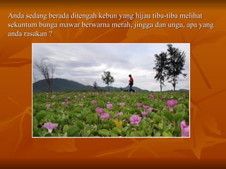 Anda sedang berada ditengah kebun yang hijau tiba-tiba melihat sekuntum bunga mawar berwarna merah, jingga dan ungu, apa yang anda rasakan ? 