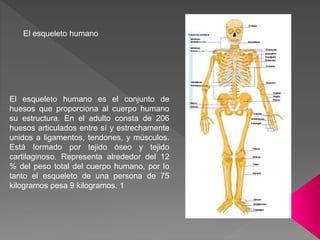 El esqueleto humano es el conjunto de
huesos que proporciona al cuerpo humano
su estructura. En el adulto consta de 206
huesos articulados entre sí y estrechamente
unidos a ligamentos, tendones, y músculos.
Está formado por tejido óseo y tejido
cartilaginoso. Representa alrededor del 12
% del peso total del cuerpo humano, por lo
tanto el esqueleto de una persona de 75
kilogramos pesa 9 kilogramos. 1
El esqueleto humano
 