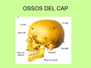 OSSOS DEL CAP 