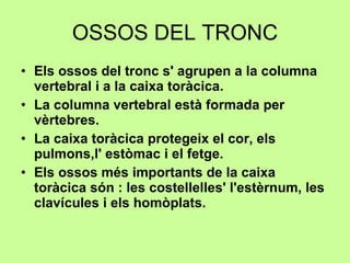 OSSOS DEL TRONC Els ossos del tronc s' agrupen a la columna vertebral i a la caixa toràcica. La columna vertebral està formada per vèrtebres.   La caixa toràcica protegeix el cor, els pulmons,l' estòmac i el fetge.   Els ossos més importants de la caixa toràcica són : les costellelles' l'estèrnum, les clavícules i els homòplats.   