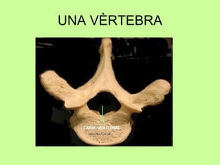 UNA VÈRTEBRA 