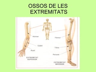 OSSOS DE LES  EXTREMITATS 