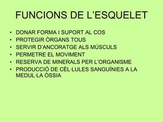 FUNCIONS DE L’ESQUELET DONAR FORMA I SUPORT AL COS PROTEGIR ÒRGANS TOUS SERVIR D’ANCORATGE ALS MÚSCULS PERMETRE EL MOVIMENT RESERVA DE MINERALS PER L’ORGANISME PRODUCCIÓ DE CÈL·LULES SANGUÍNIES A LA MEDUL·LA ÒSSIA 