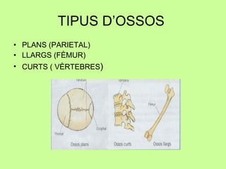 TIPUS D’OSSOS  PLANS (PARIETAL) LLARGS (FÈMUR) CURTS ( VÈRTEBRES ) 