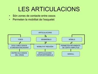 LES ARTICULACIONS Són zones de contacte entre ossos Permeten la mobilitat de l’esquelet ARTICULACIONS FIXES SEMIMÒBILS MÒBILS DOS O MÉS OSSOS  S’UNEIXEN ENCAIXANT MOBILITAT REDUÏDA PERMETEN MOVIMENTS  DE CERTA AMPLITUD ENTRE ELS OSSOS  DEL CRANI ARTICULACIONS  INTERVERTEBRALS GENOLL 