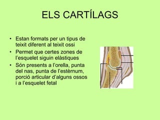 ELS CARTÍLAGS Estan formats per un tipus de teixit diferent al teixit ossi  Permet que certes zones de l’esquelet siguin elàstiques Són presents a l’orella, punta del nas, punta de l’estèrnum, porció articular d’alguns ossos i a l’esquelet fetal  