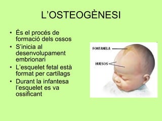 L’OSTEOGÈNESI És el procés de formació dels ossos  S’inicia al desenvolupament embrionari L’esquelet fetal està format per cartílags Durant la infantesa l’esquelet es va ossificant 