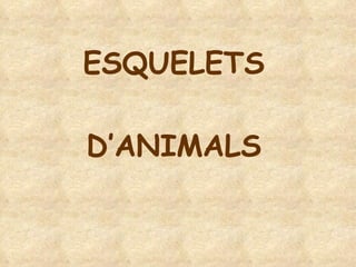 ESQUELETS D’ANIMALS 