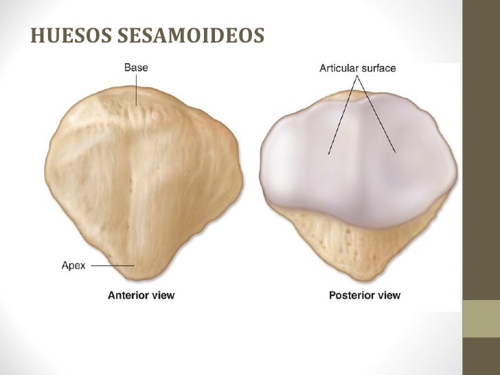 Esqueletico 2012
