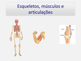 Esqueletos, músculos e
     articulações
 