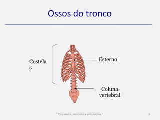 Ossos do tronco



Costela                                        Esterno
s



                                                Coluna
                                               vertebral


            * Esqueletos, músculos e articulações *        6
 