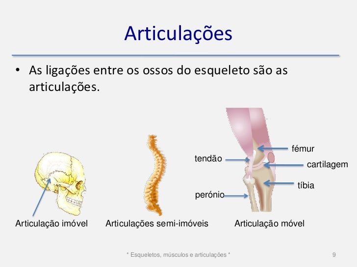 Esqueletos, músculos e articulações