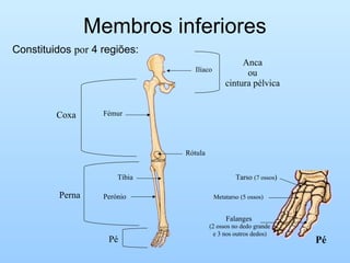 Membros inferiores
Constituidos por 4 regiões:
Ilíaco
Anca
ou
cintura pélvica
FémurCoxa
Tíbia
PerónioPerna
Pé
Rótula
Pé
Metatarso (5 ossos)
Tarso (7 ossos)
Falanges
(2 ossos no dedo grande
e 3 nos outros dedos)
 