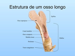 Estrutura de um osso longo
Epífise
Diáfise
Canal medular
Osso compacto
Medula óssea
Osso esponjoso
Periósteo
Vasos sanguíneos
 