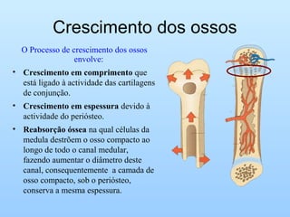 Crescimento dos ossos
O Processo de crescimento dos ossos
envolve:
• Crescimento em comprimento que
está ligado à actividade das cartilagens
de conjunção.
• Crescimento em espessura devido à
actividade do periósteo.
• Reabsorção óssea na qual células da
medula destrõem o osso compacto ao
longo de todo o canal medular,
fazendo aumentar o diâmetro deste
canal, consequentemente a camada de
osso compacto, sob o periósteo,
conserva a mesma espessura.
 