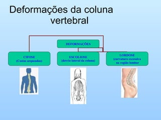Deformações da coluna
vertebral
DEFORMAÇÕES
CIFOSE
(Costas arqueadas)
ESCOLIOSE
(desvio lateral da coluna)
LORDOSE
(curvatura excessiva
na região lombar
 