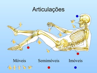 Articulações
Móveis Semimóveis Imóveis
 