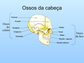 Ossos da cabeça
Parietal
Frontal
Occipital
Temporal
Esfenóide
Orbita
Nasal
Malar
Maxilar superior
Maxilar inferior
Ossos
do
crânio
Ossos
da face
 