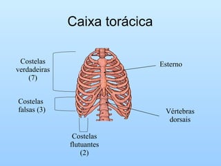 Caixa torácica
Esterno
Vértebras
dorsais
Costelas
verdadeiras
(7)
Costelas
falsas (3)
Costelas
flutuantes
(2)
 