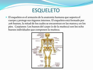 ESQUELETO
 El esqueleto es el armazón de la anatomía humana que soporta el
  cuerpo y protege sus órganos internos. El esqueleto está formado por
  206 huesos, la mitad de los cuales se encuentran en las manos y en los
  pies. Carpianos: Los huesos del carpo (o de la muñeca) son los ocho
  huesos individuales que componen la muñeca.
 