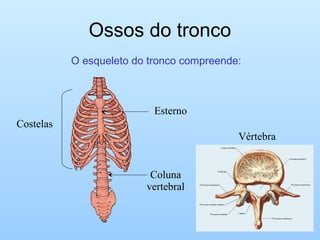 Ossos do tronco
           O esqueleto do tronco compreende:



                           Esterno
Costelas
                                           Vértebra


                          Coluna
                         vertebral
 