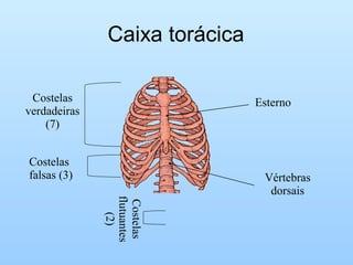 Caixa torácica

 Costelas                      Esterno
verdadeiras
    (7)


Costelas
falsas (3)                      Vértebras
                                 dorsais
              flutuantes
               Costelas
                  (2)
 