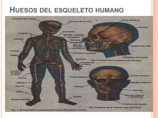 HUESOS DEL ESQUELETO HUMANO